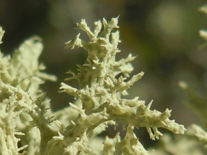 dai  Monti di San Pantaleo  (Olbia)